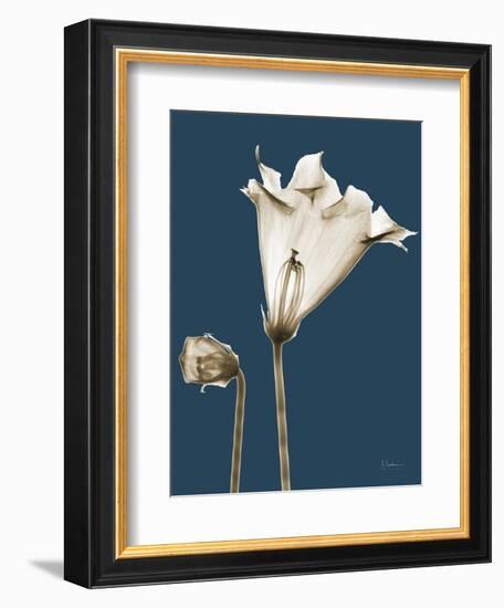 Tonal Gloxinia on Navy-Albert Koetsier-Framed Art Print