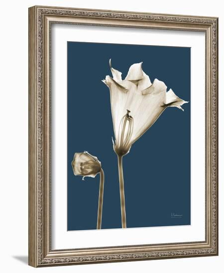 Tonal Gloxinia on Navy-Albert Koetsier-Framed Art Print