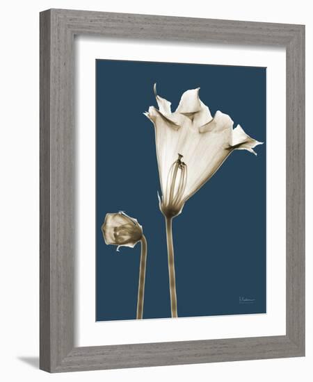 Tonal Gloxinia on Navy-Albert Koetsier-Framed Art Print