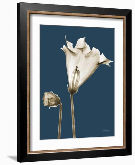 Tonal Gloxinia on Navy-Albert Koetsier-Framed Art Print