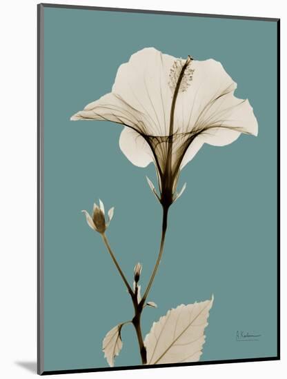 Tonal Hibiscus on Blue-Albert Koetsier-Mounted Art Print