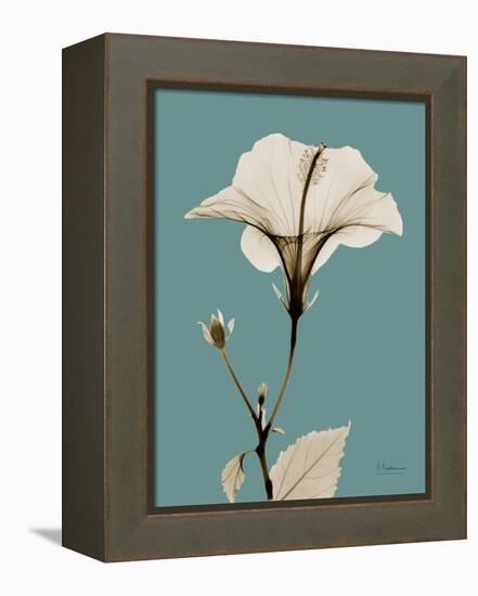 Tonal Hibiscus on Blue-Albert Koetsier-Framed Stretched Canvas