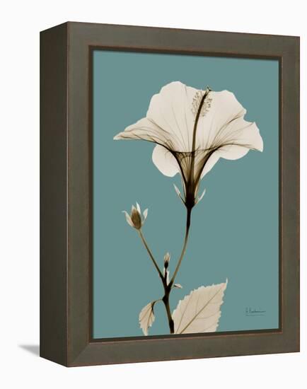 Tonal Hibiscus on Blue-Albert Koetsier-Framed Stretched Canvas