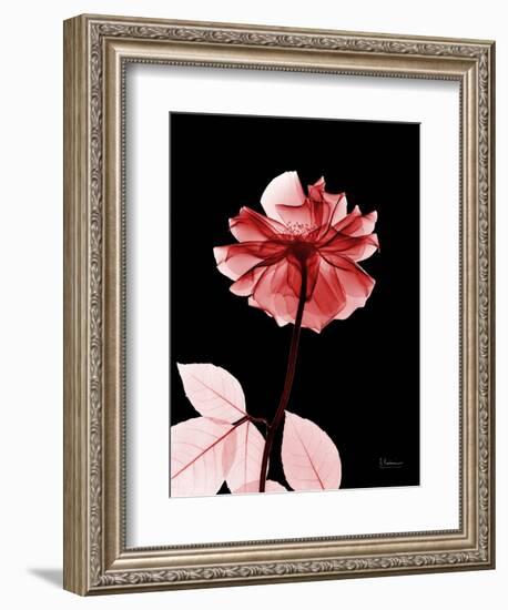 Tonal Rose on Black 2-Albert Koetsier-Framed Art Print