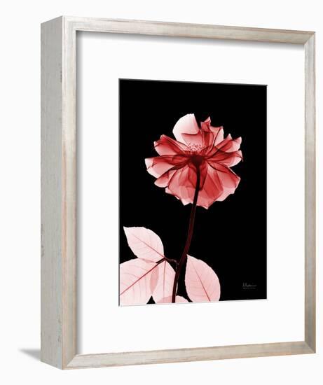 Tonal Rose on Black 2-Albert Koetsier-Framed Art Print