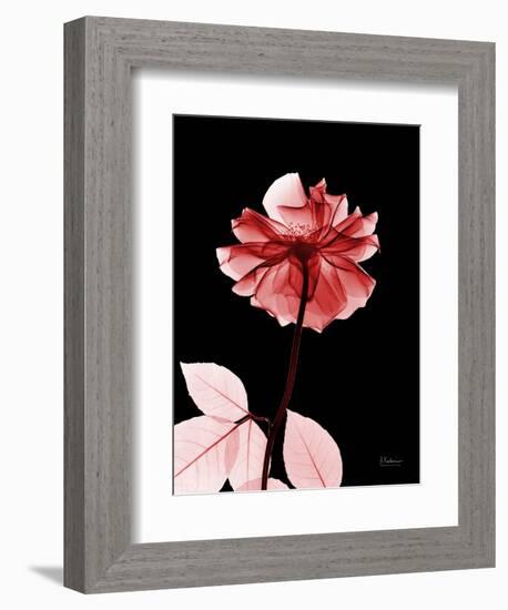 Tonal Rose on Black 2-Albert Koetsier-Framed Art Print