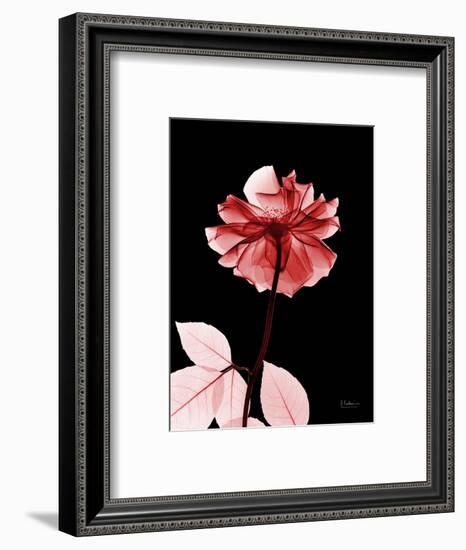 Tonal Rose on Black 2-Albert Koetsier-Framed Art Print