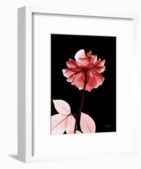 Tonal Rose on Black 2-Albert Koetsier-Framed Art Print