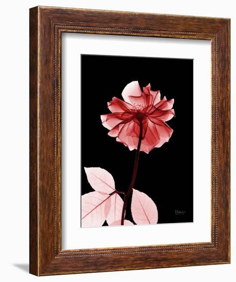 Tonal Rose on Black 2-Albert Koetsier-Framed Art Print