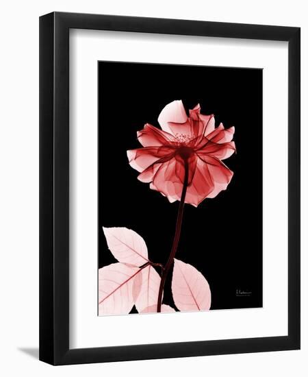 Tonal Rose on Black 2-Albert Koetsier-Framed Art Print