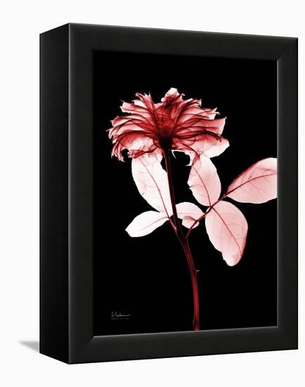 Tonal Rose on Black-Albert Koetsier-Framed Stretched Canvas