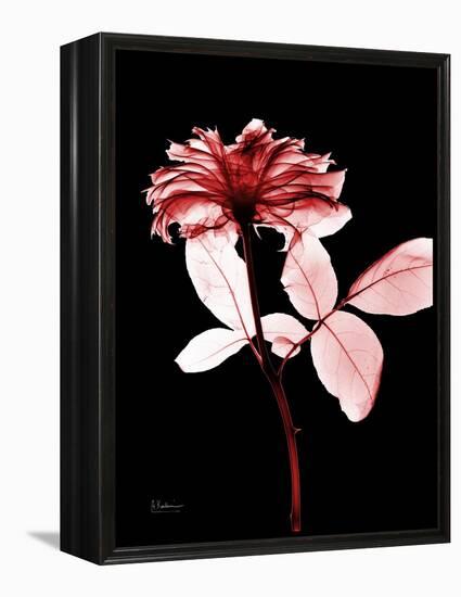 Tonal Rose on Black-Albert Koetsier-Framed Stretched Canvas