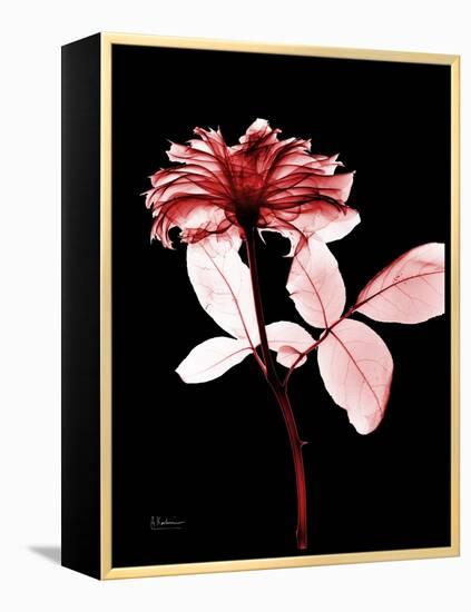 Tonal Rose on Black-Albert Koetsier-Framed Stretched Canvas