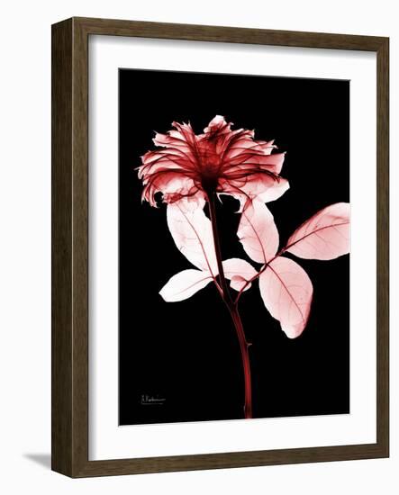 Tonal Rose on Black-Albert Koetsier-Framed Premium Giclee Print