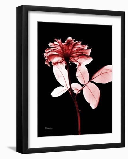 Tonal Rose on Black-Albert Koetsier-Framed Premium Giclee Print