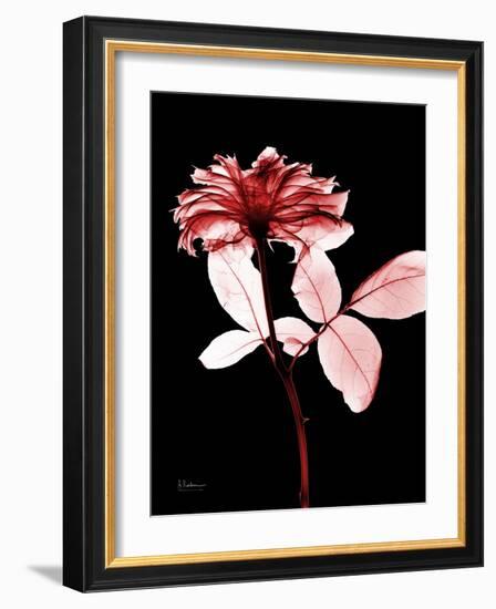 Tonal Rose on Black-Albert Koetsier-Framed Premium Giclee Print