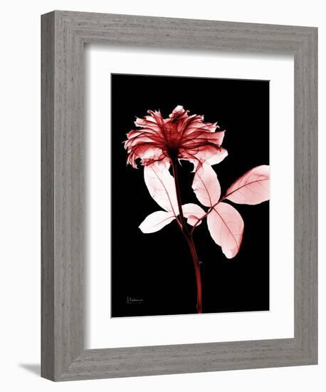 Tonal Rose on Black-Albert Koetsier-Framed Art Print