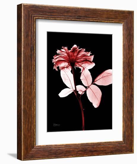 Tonal Rose on Black-Albert Koetsier-Framed Art Print