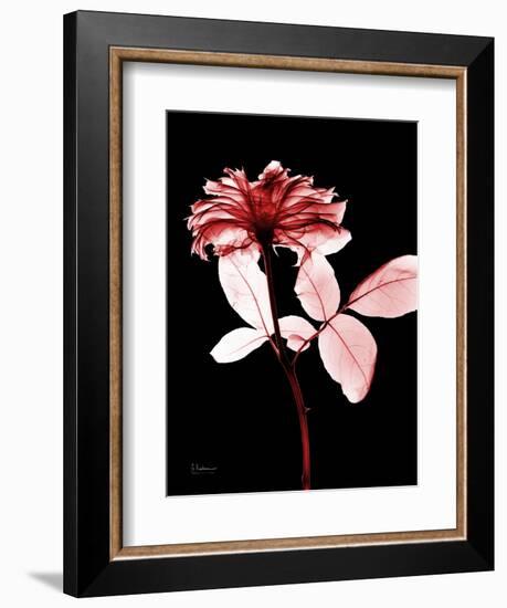 Tonal Rose on Black-Albert Koetsier-Framed Art Print