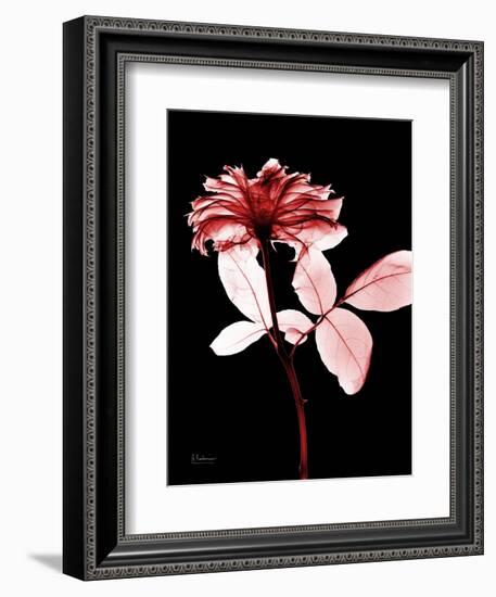 Tonal Rose on Black-Albert Koetsier-Framed Art Print