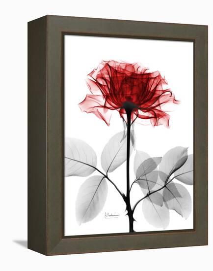 Tonal Rose on White-Albert Koetsier-Framed Stretched Canvas