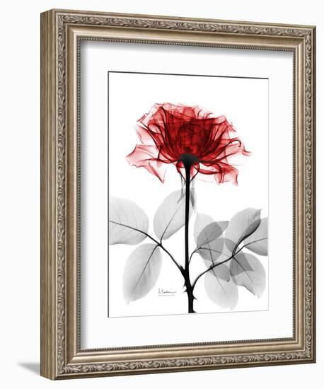 Tonal Rose on White-Albert Koetsier-Framed Art Print