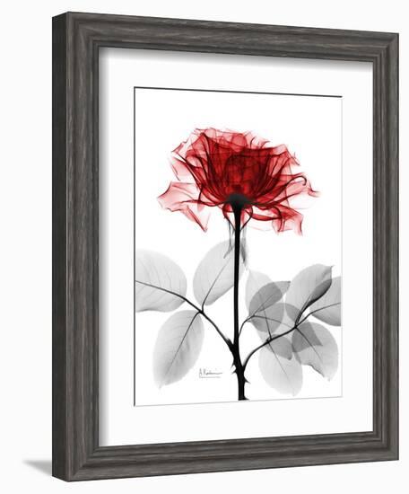 Tonal Rose on White-Albert Koetsier-Framed Art Print