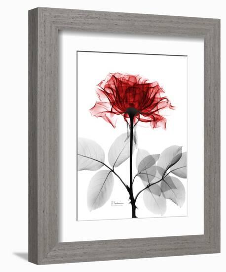 Tonal Rose on White-Albert Koetsier-Framed Art Print