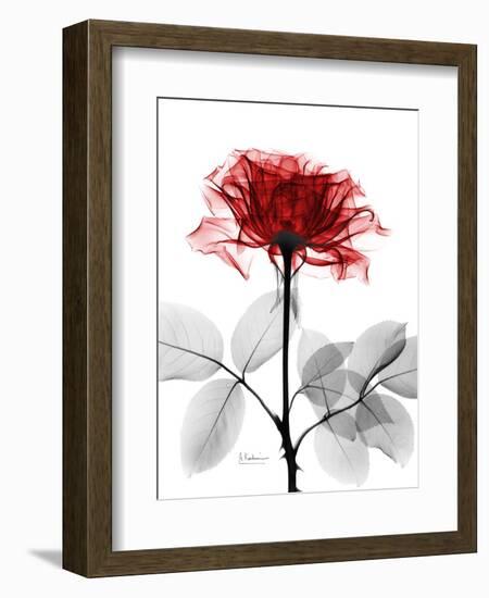 Tonal Rose on White-Albert Koetsier-Framed Art Print