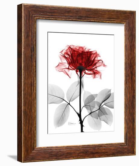 Tonal Rose on White-Albert Koetsier-Framed Art Print