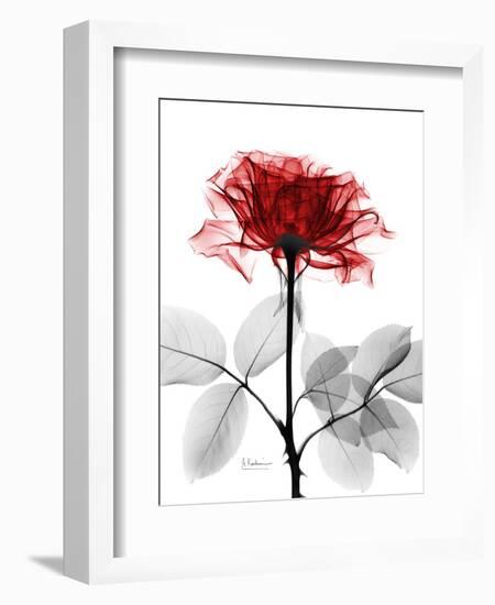 Tonal Rose on White-Albert Koetsier-Framed Art Print