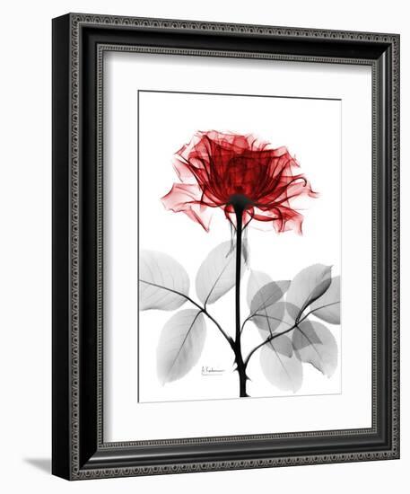 Tonal Rose on White-Albert Koetsier-Framed Art Print