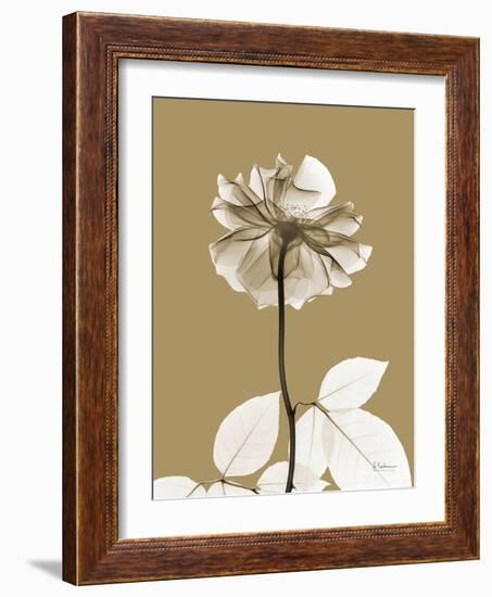 Tonal Rose-Albert Koetsier-Framed Art Print