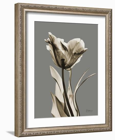 Tonal Tulip on Gray-Albert Koetsier-Framed Art Print