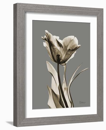 Tonal Tulip on Gray-Albert Koetsier-Framed Art Print