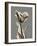 Tonal Tulip on Gray-Albert Koetsier-Framed Art Print