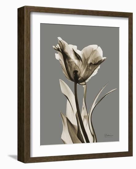 Tonal Tulip on Gray-Albert Koetsier-Framed Art Print