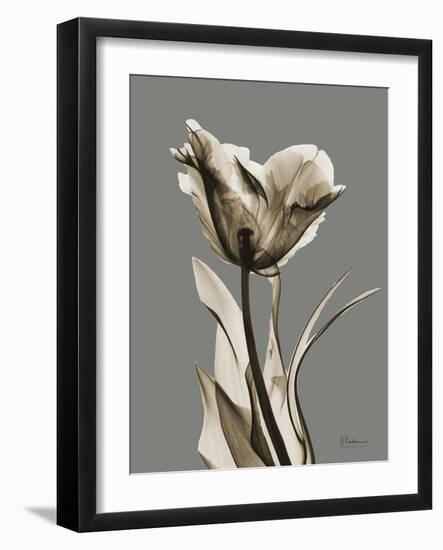 Tonal Tulip on Gray-Albert Koetsier-Framed Art Print