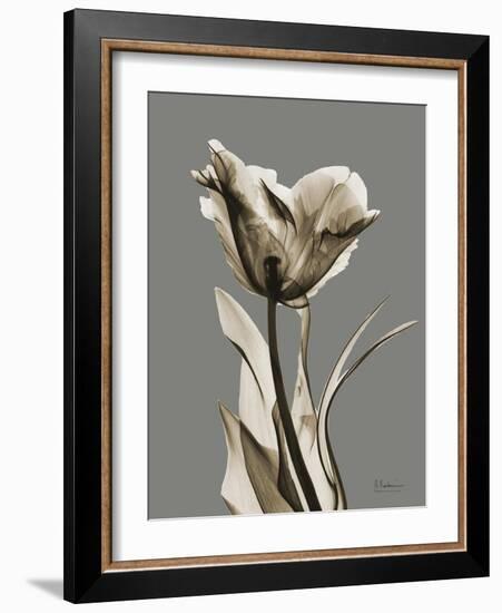 Tonal Tulip on Gray-Albert Koetsier-Framed Art Print