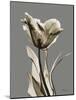 Tonal Tulip on Gray-Albert Koetsier-Mounted Art Print