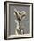 Tonal Tulip on Gray-Albert Koetsier-Framed Art Print