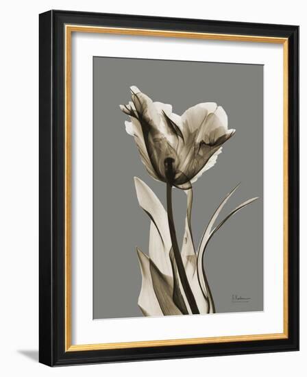 Tonal Tulip on Gray-Albert Koetsier-Framed Art Print