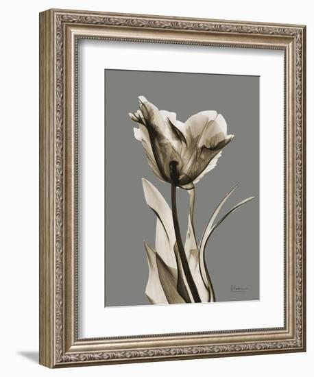 Tonal Tulip on Gray-Albert Koetsier-Framed Premium Giclee Print
