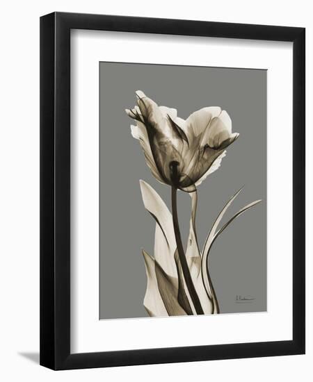 Tonal Tulip on Gray-Albert Koetsier-Framed Premium Giclee Print