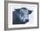 Tone And Tonal Bull-Sheldon Lewis-Framed Art Print