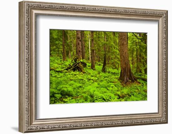 Tongass National Forest, Alaska-Mark A Johnson-Framed Photographic Print