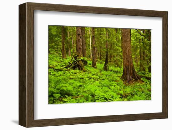 Tongass National Forest, Alaska-Mark A Johnson-Framed Photographic Print