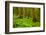 Tongass National Forest, Alaska-Mark A Johnson-Framed Photographic Print