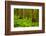 Tongass National Forest, Alaska-Mark A Johnson-Framed Photographic Print