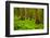 Tongass National Forest, Alaska-Mark A Johnson-Framed Photographic Print